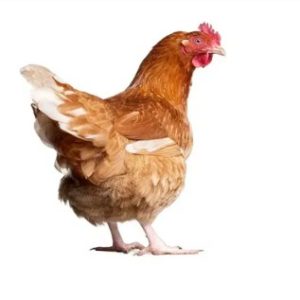 Chicken - Old Layer