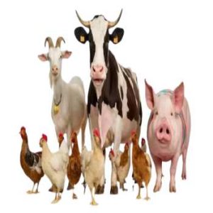 Livestock